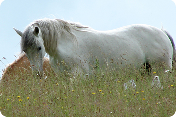 Connemara Horse