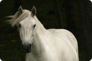 Lipizzaner Horse