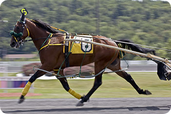 Standardbred Horse
