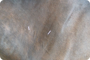 Horse Picture