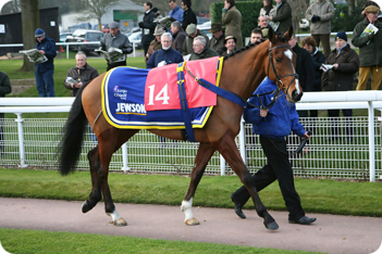 Race Horse
